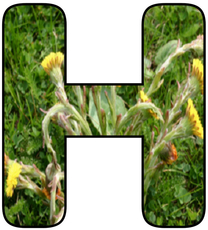 Blumenbuchstabe-H.jpg